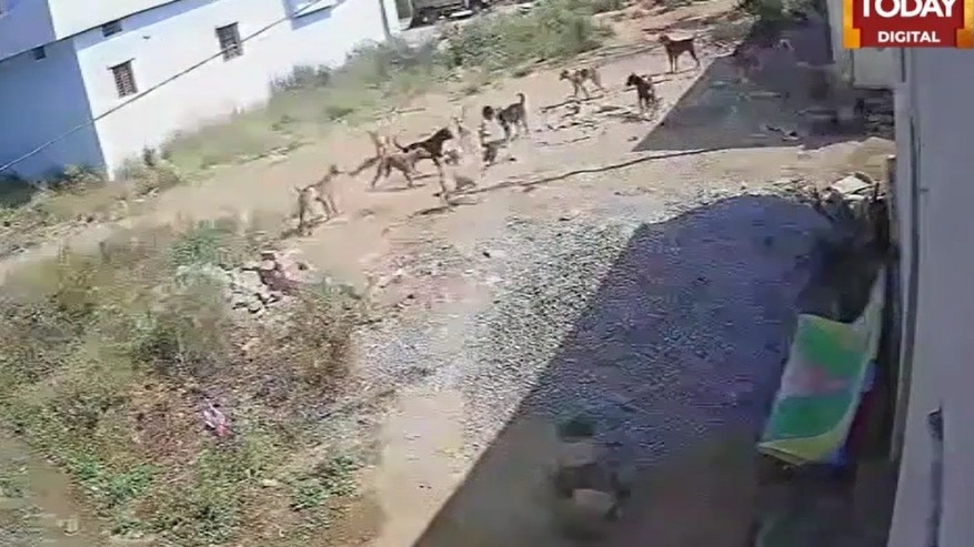 Three-year-old critically injured in stray dogs attack in Telangana's Sangareddy