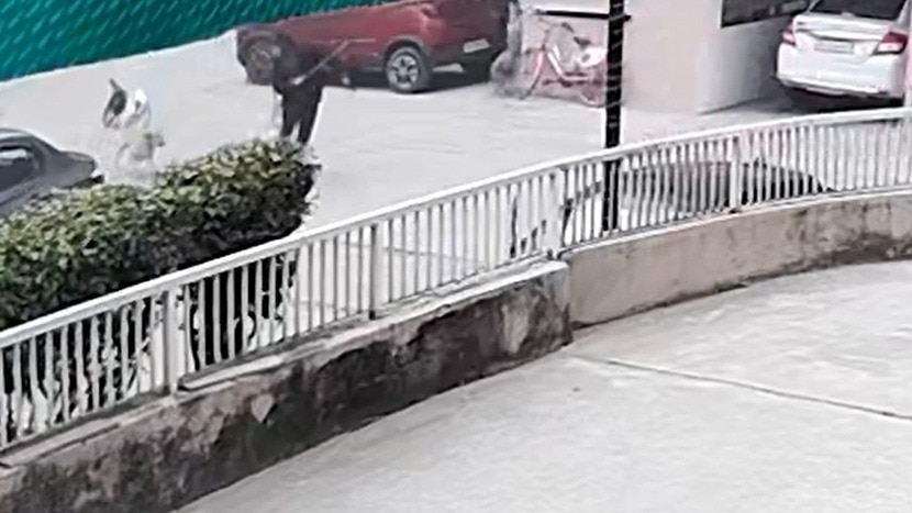 Video: Ghaziabad man chased down by pack of stray dogs, escapes narrowly